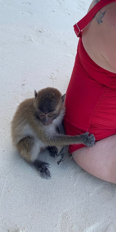 monkey beach phi phi island thailand