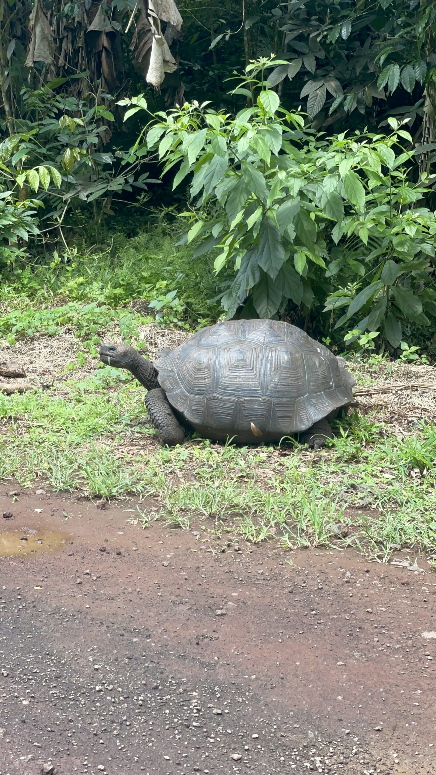 How to See the Huge Tortoises on the Galápagos Islands